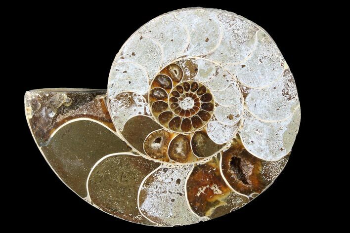 Bargain, Thick Ammonite (Anapuzosia) Fossil Half #88036